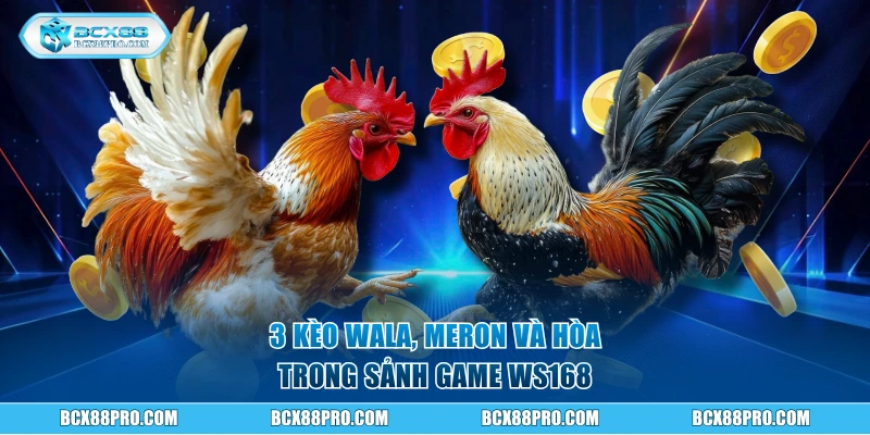3 kèo Wala, Meron và Hòa trong sảnh game WS168