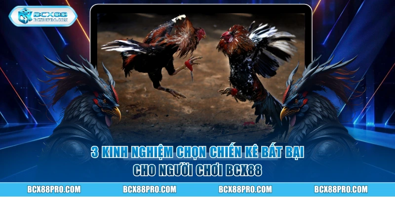 3 kinh nghiệm chọn chiến kê bất bại