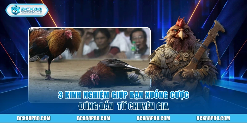 3 kinh nghiệm giúp bạn xuống cược đúng đắn hơn