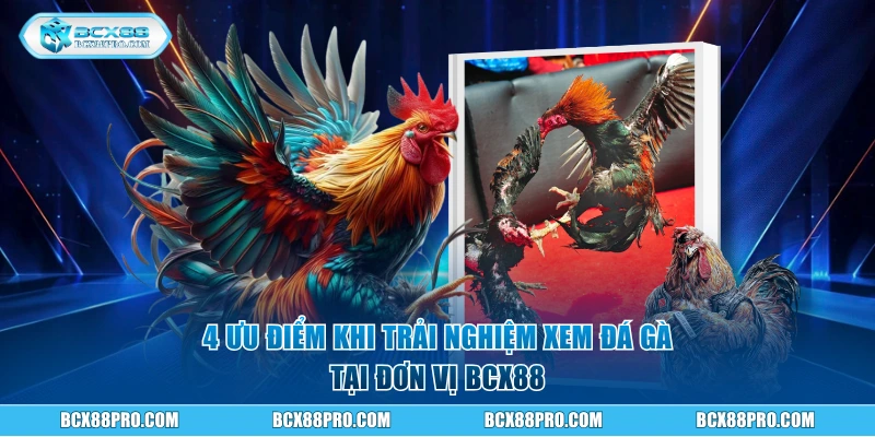 4 ưu điểm khi trải nghiệm xem đá gà tại đơn vị