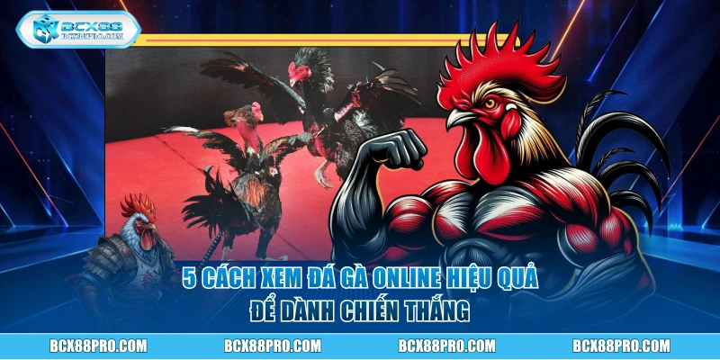 5 cách xem đá gà online hiệu quả để dành chiến thắng