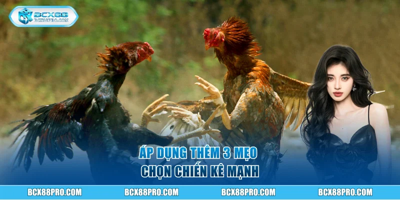 Đá Gà Cựa Dao BCX88 Và Thể Lệ Tổ Chức Chuyên Nghiệp 4 Áp dụng thêm 3 mẹo chọn chiến kê mạnh