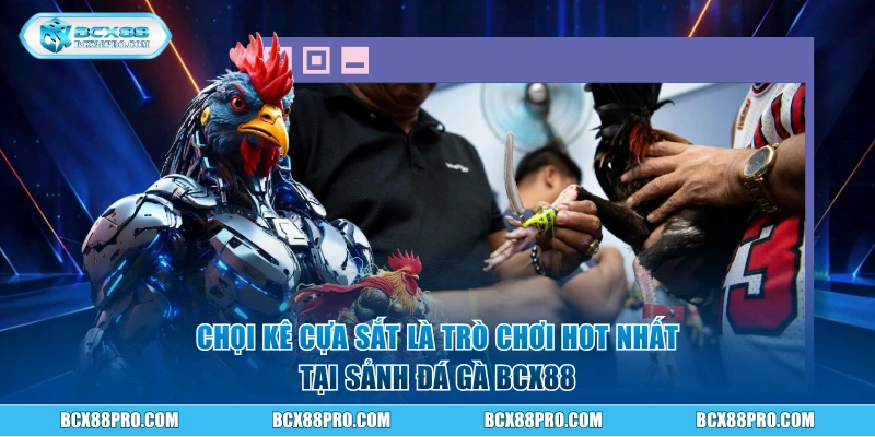 Chọi kê cựa sắt là trò chơi hot nhất tại sảnh đá gà BCX88
