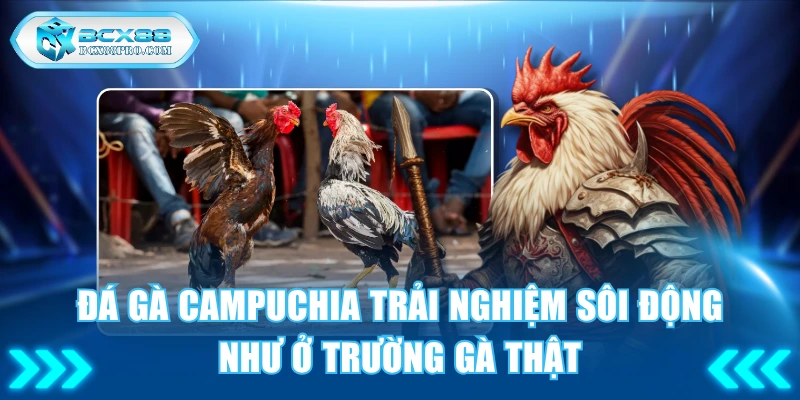 Đá Gà Campuchia Trải Nghiệm Sôi Động Như Ở Trường Gà Thật 1 Đá gà Campuchia