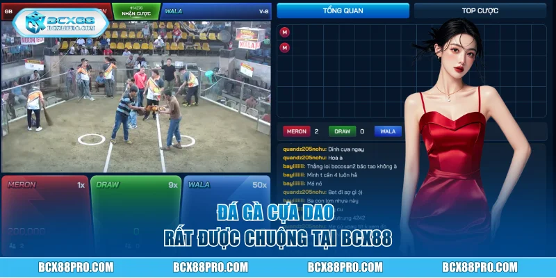 Đá Gà Cựa Dao BCX88 Và Thể Lệ Tổ Chức Chuyên Nghiệp 2 Đá gà cựa dao rất được chuộng tại BCX88