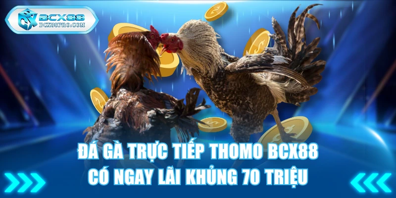 Đá Gà Trực Tiếp Thomo BCX88 Có Ngay Lãi Khủng 70 Triệu 1 Đá gà trực tiếp Thomo