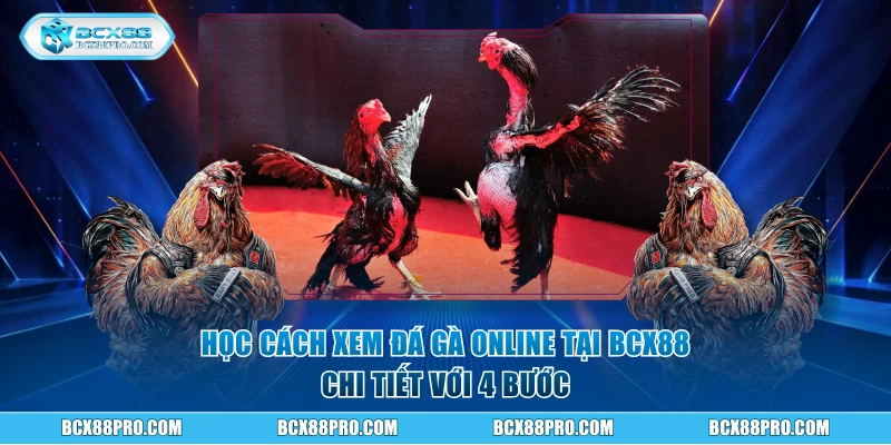 Học cách xem đá gà online chi tiết với 4 bước