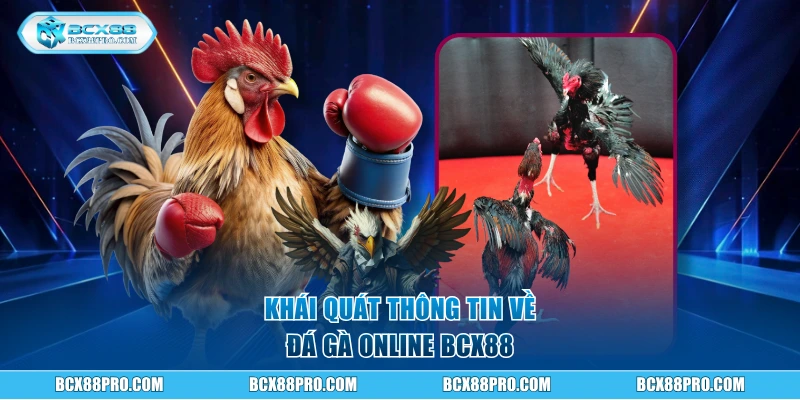 Khái quát thông tin về đá gà online BCX88
