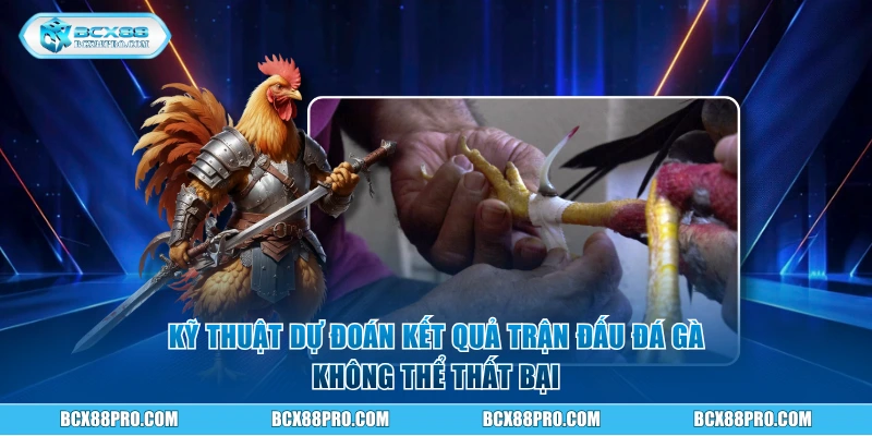 Đá Gà Cựa Sắt - Xem Hay Thắng Thưởng Lớn tại BCX88 4 Kỹ thuật dự đoán kết quả trận đấu không thể thất bại