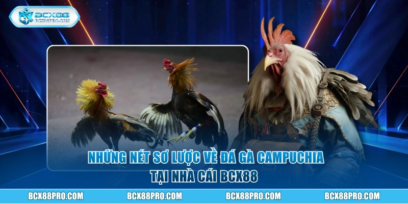 Những nét sơ lược về đá gà Campuchia tại BCX88