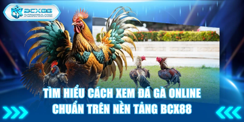 Tìm Hiểu Cách Xem Đá Gà Online Chuẩn Trên Nền Tảng BCX88 1 cách xem đá gà online