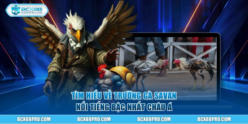 Tìm hiểu về trường gà Savan nổi tiếng bậc nhất Châu Á