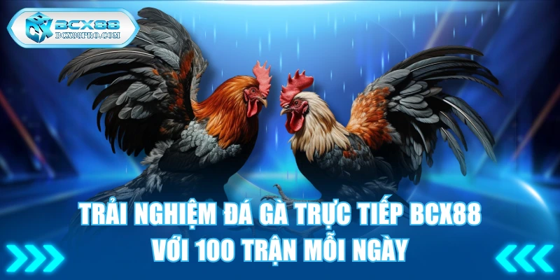 Trải Nghiệm Đá Gà Trực Tiếp BCX88 Với 100 Trận Mỗi Ngày 1 Đá gà trực tiếp