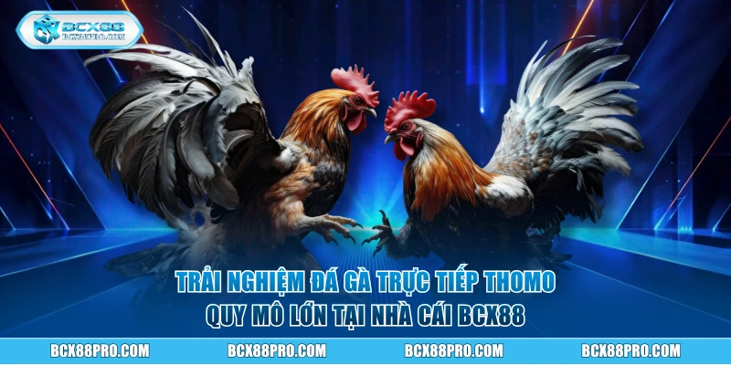 Trải nghiệm đá gà trực tiếp Thomo quy mô lớn tại BCX88