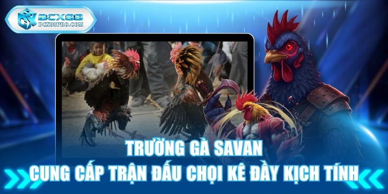 Trường Gà Savan - Cung Cấp Trận Đấu Chọi Kê Đầy Kịch Tính 1 Trường gà Savan