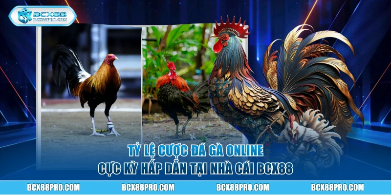 Tỷ lệ cược đá gà online cực kỳ hấp dẫn
